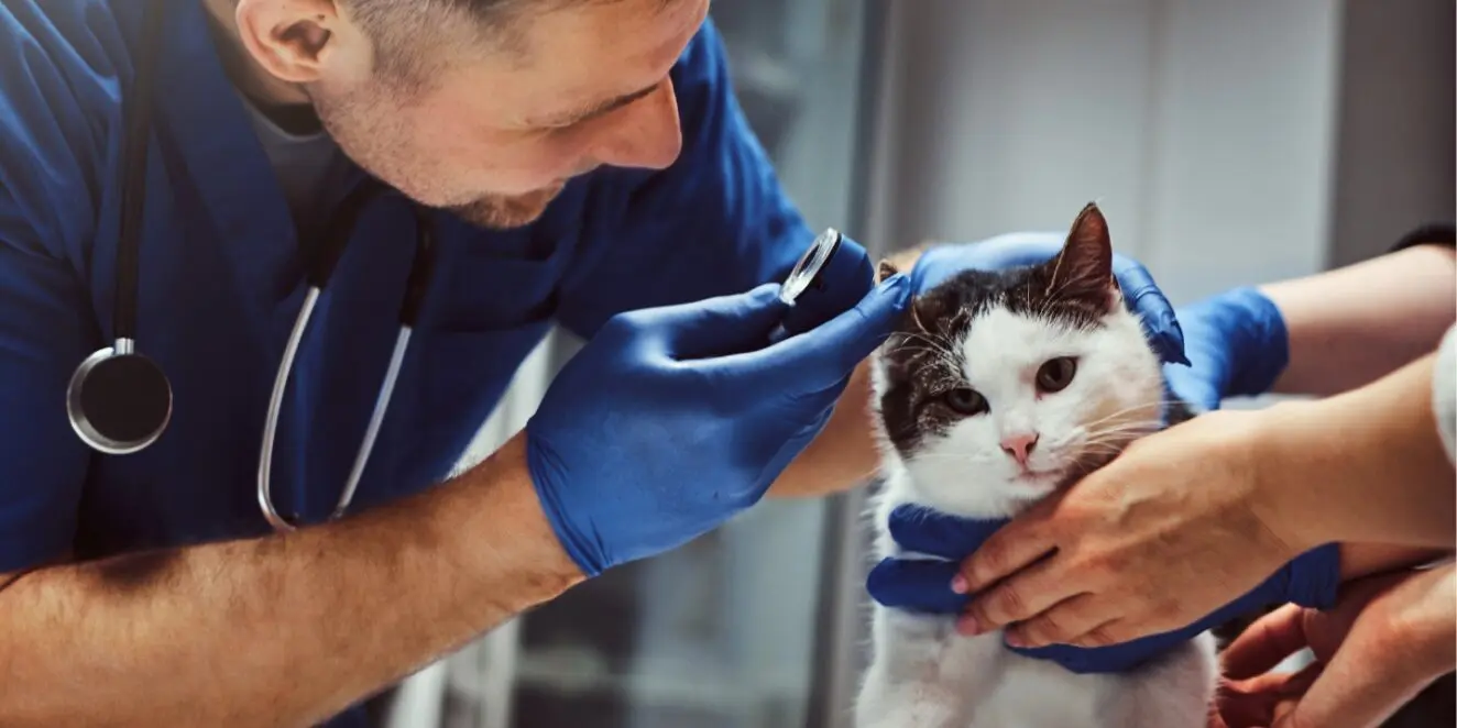 Vétérinaire examinant un chat