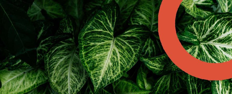 feuillages verts