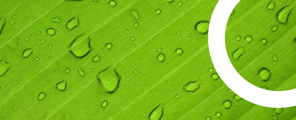 Feuille avec gouttes d'eau