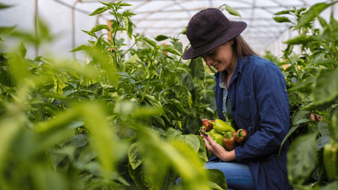 Euralis 1436 x 808 1